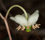 Pipsissewa <BR>Spotted wintergreen